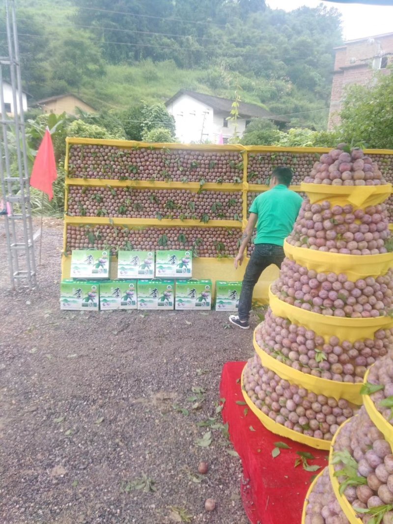 三华李树苗，包正宗，假一赔十，提供免费种植技术