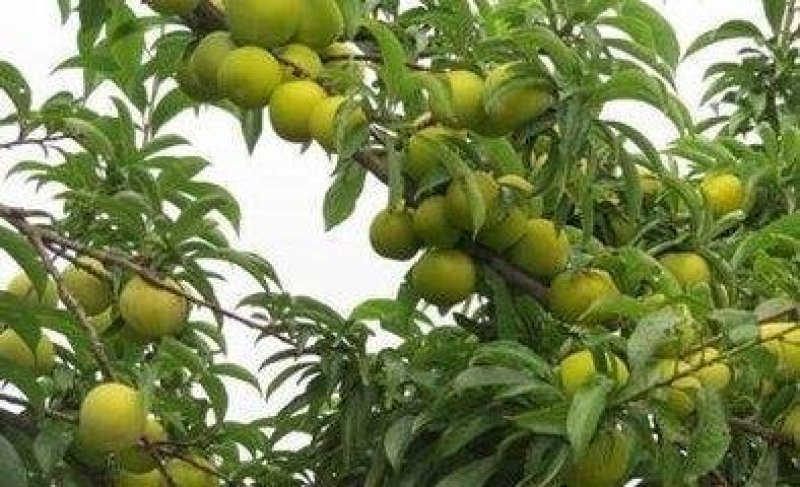 蜂糖李苗，包正宗假一赔十，李中皇后！提供免费种植技术