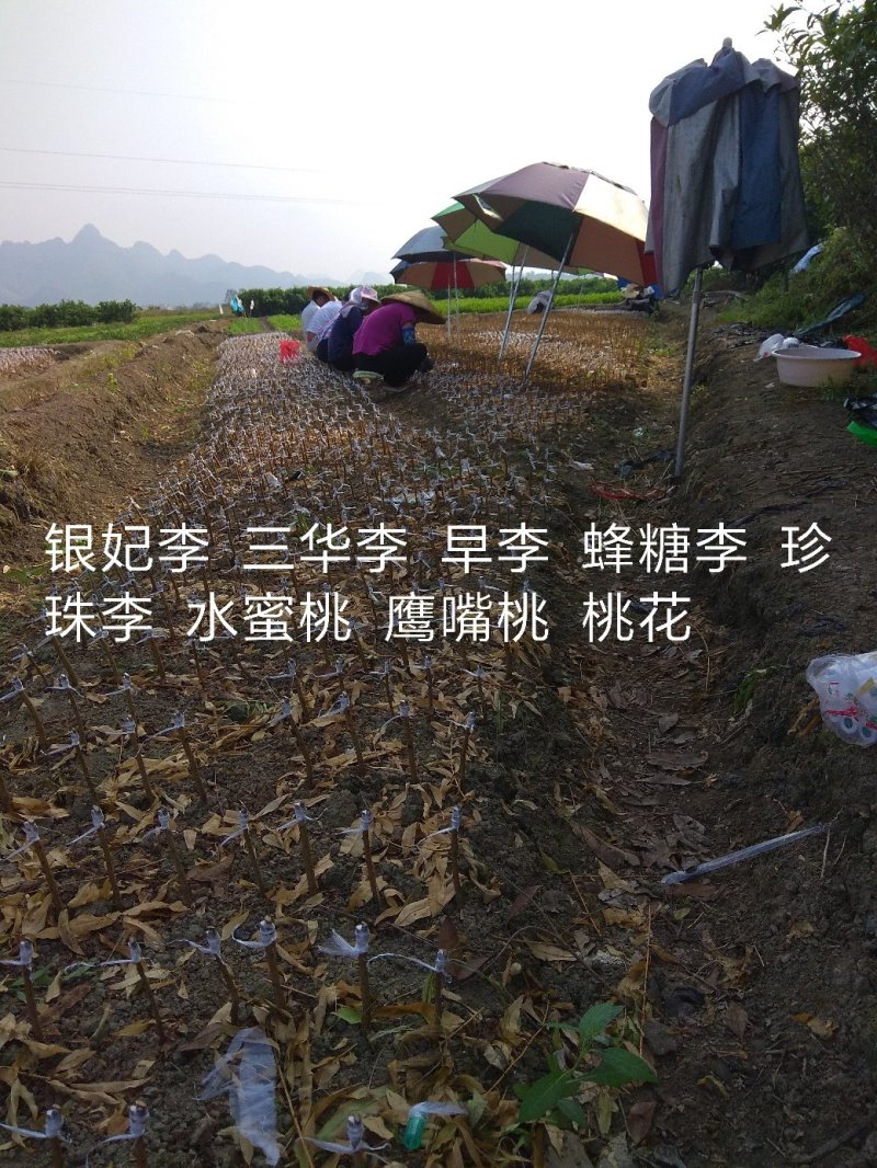 蜂糖李苗，包正宗假一赔十，李中皇后！提供免费种植技术