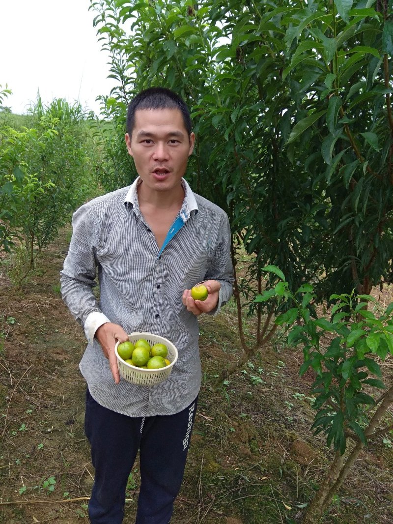 蜂糖李苗，包正宗假一赔十，李中皇后！提供免费种植技术