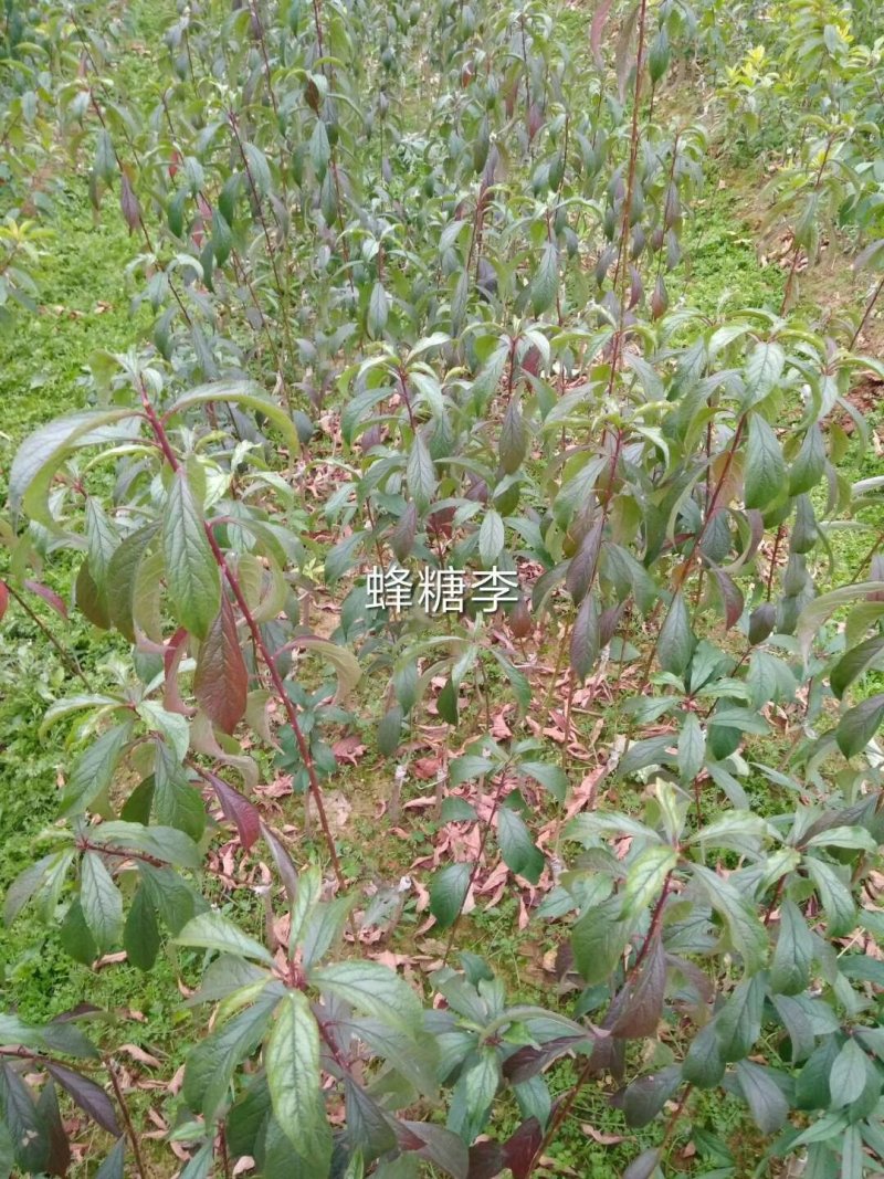 蜂糖李苗，包正宗假一赔十，李中皇后！提供免费种植技术