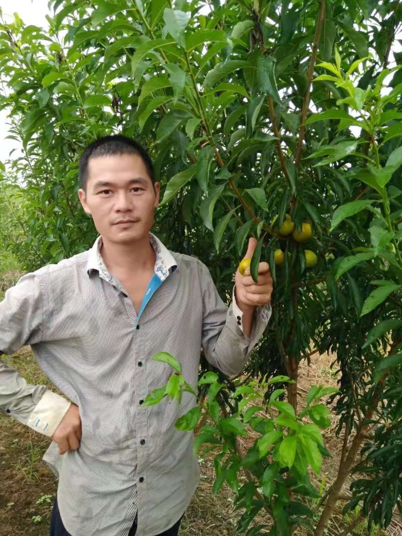 蜂糖李苗，包正宗假一赔十，李中皇后！提供免费种植技术