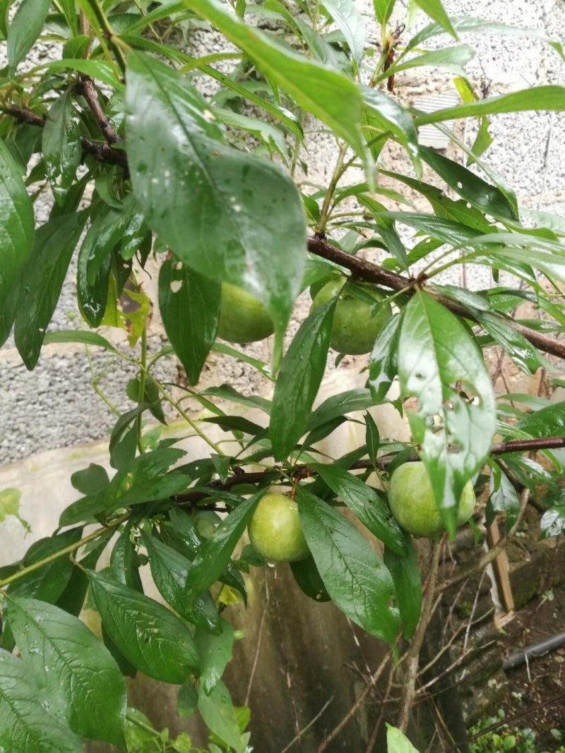 蜂糖李苗，包正宗假一赔十，李中皇后！提供免费种植技术