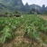 荔浦芋头