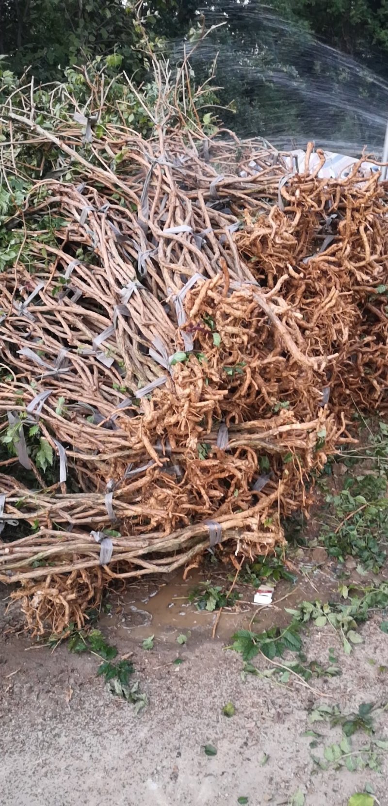 凌霄花各种规格的苗