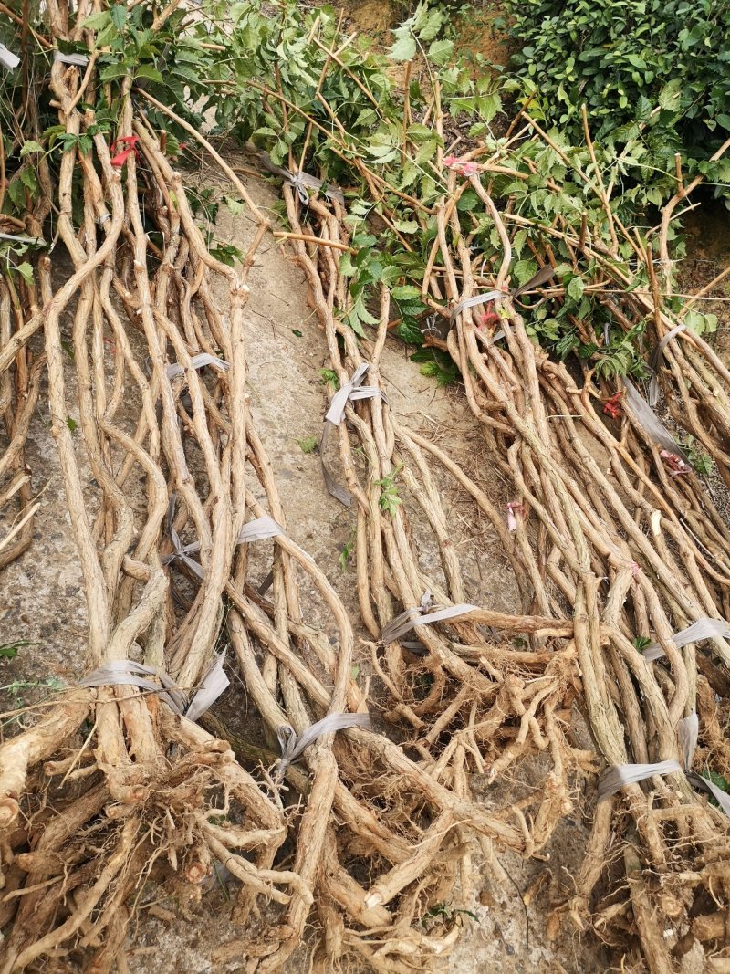 凌霄花各种规格的苗