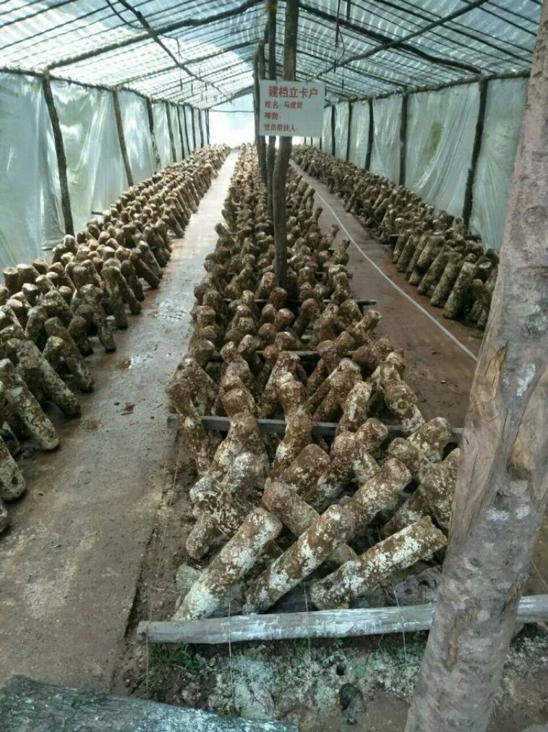 废菌棒处理