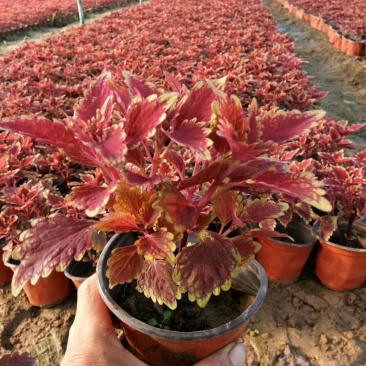 彩叶草