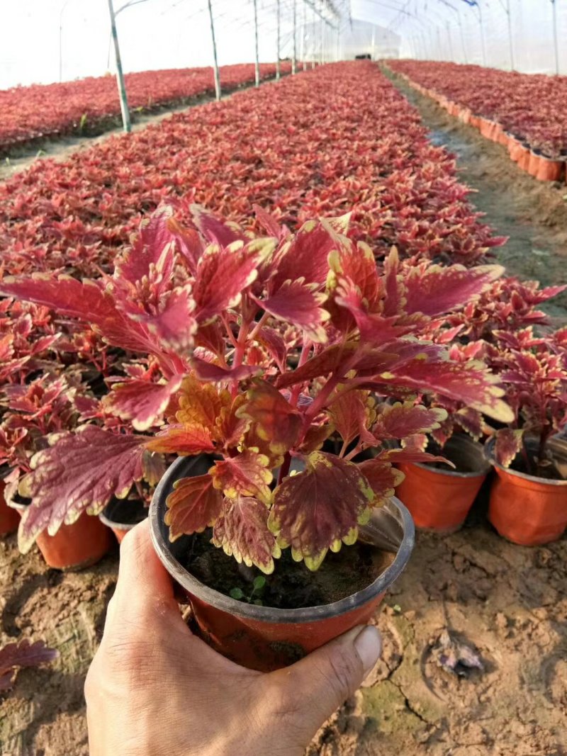 彩叶草