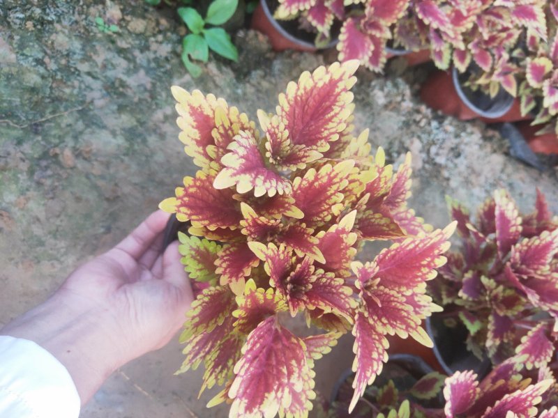 彩叶草
