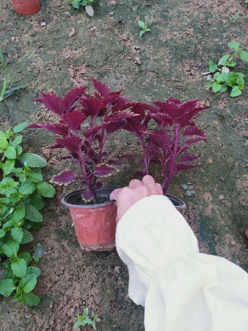 彩叶草