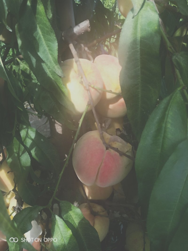 中华寿桃