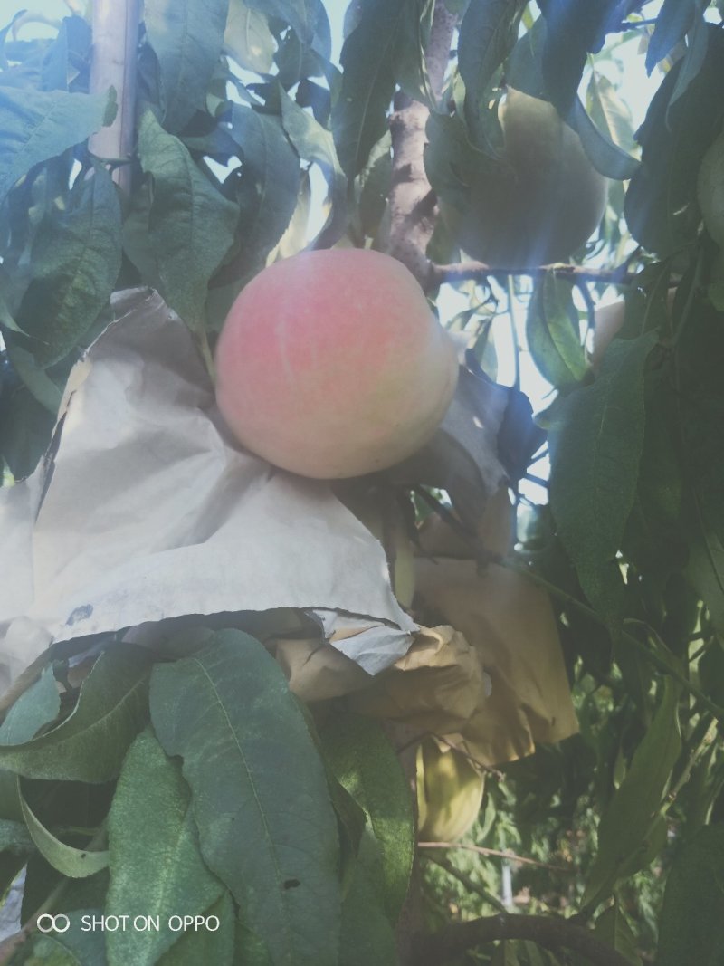 中华寿桃
