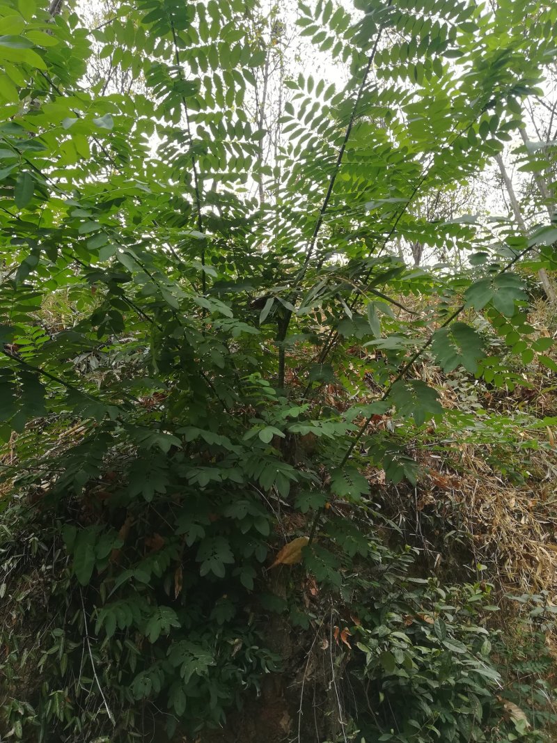 槐枝槐树枝野生新鲜槐树棍子中药材