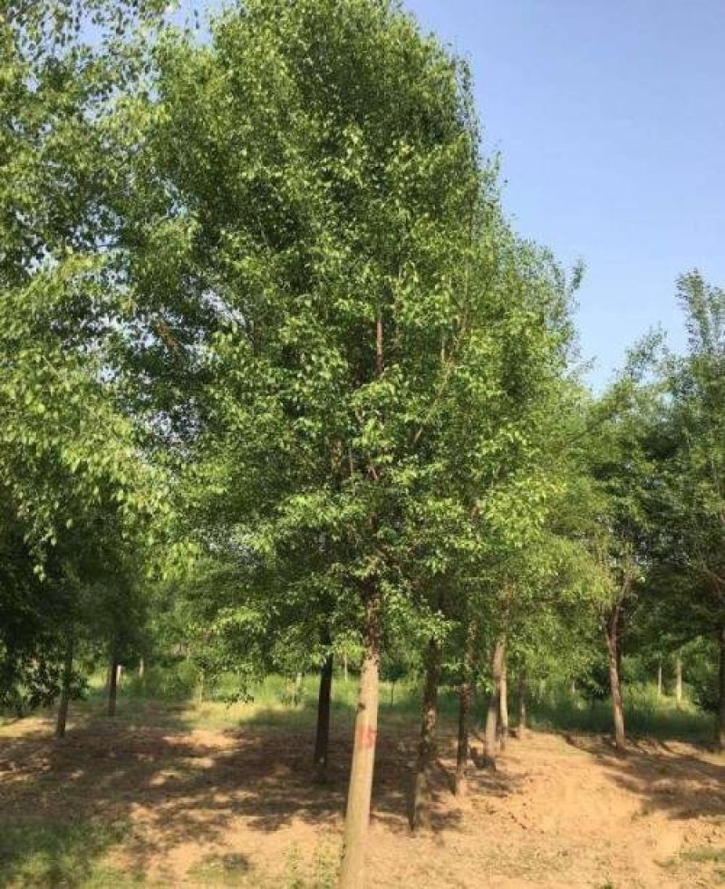 丝棉木（精品）