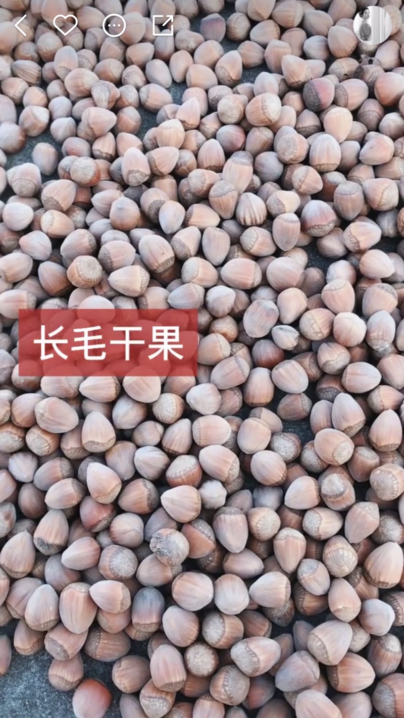 平欧干果大榛子