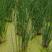 水葱，水葱苗，莞草，冲天草，水仗葱，挺水植物