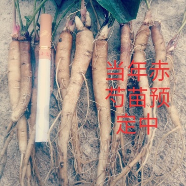 赤峰优质赤芍苗