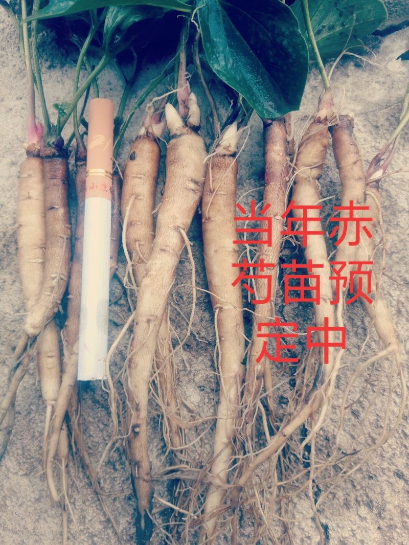 赤峰优质赤芍苗