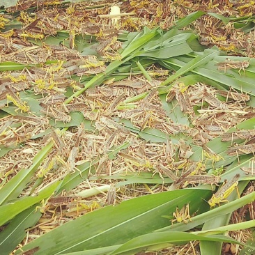蝗虫
