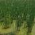 水葱，水葱苗，莞草，冲天草，水仗葱，挺水植物