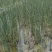 水葱，水葱苗，莞草，冲天草，水仗葱，挺水植物