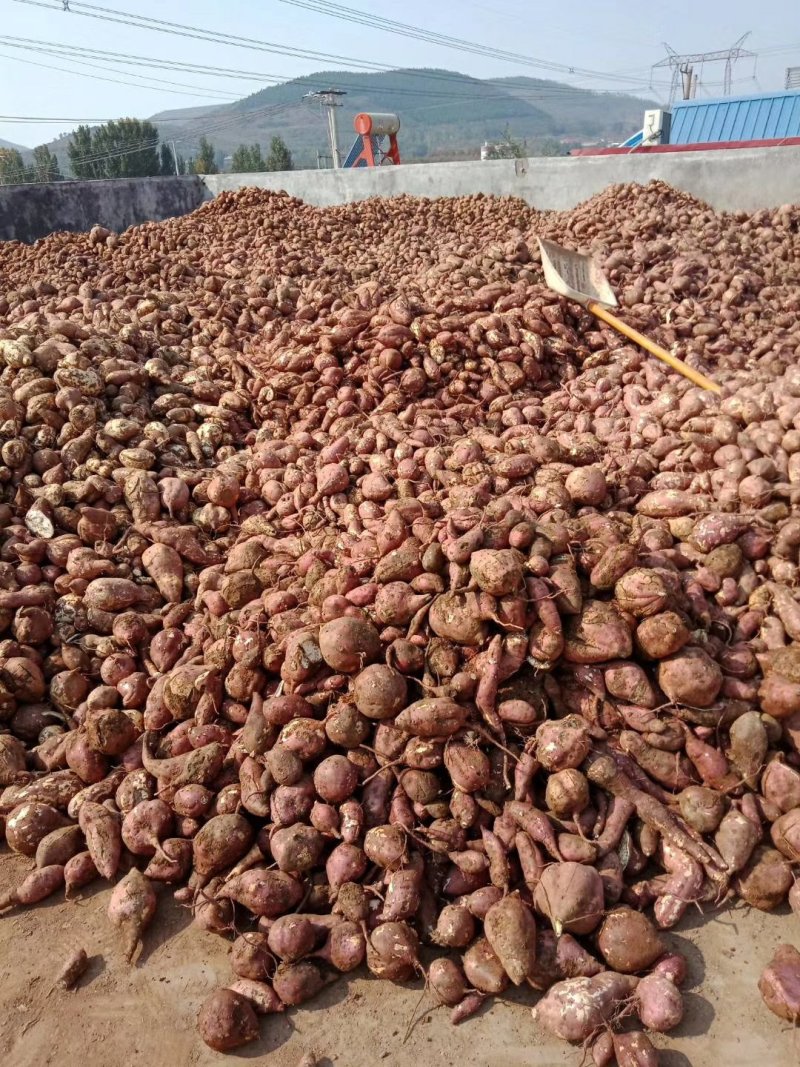 泗水县淀粉形红薯：基薯25，18.19