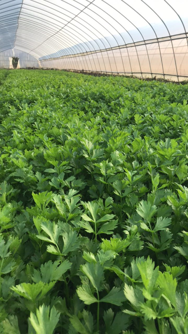 精品光杆茼蒿