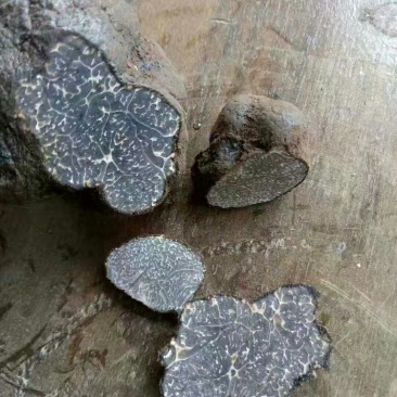 野生松露通货大山里的珍品
