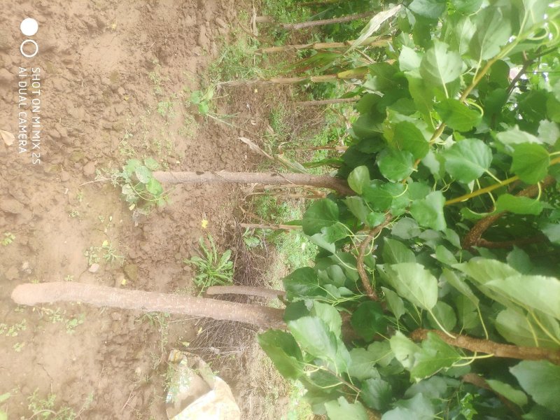 杏树，嫁接杏树，凯特，金太阳，杏树价格，杏树批发