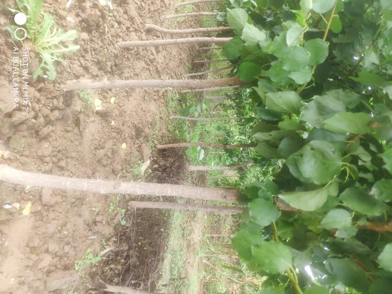 杏树，嫁接杏树，凯特，金太阳，杏树价格，杏树批发