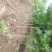 杏树，嫁接杏树，凯特，金太阳，杏树价格，杏树批发