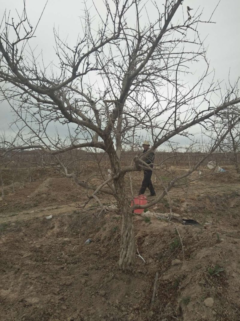 大红甜石榴树，各种规格：独杆丛生绿化工程树，别墅院内景区