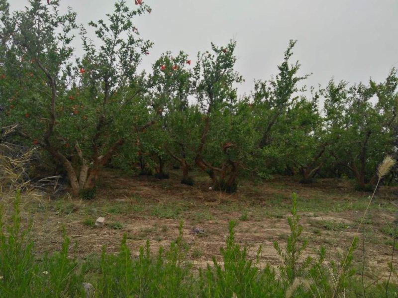 大红甜石榴树，各种规格：独杆丛生绿化工程树，别墅院内景区