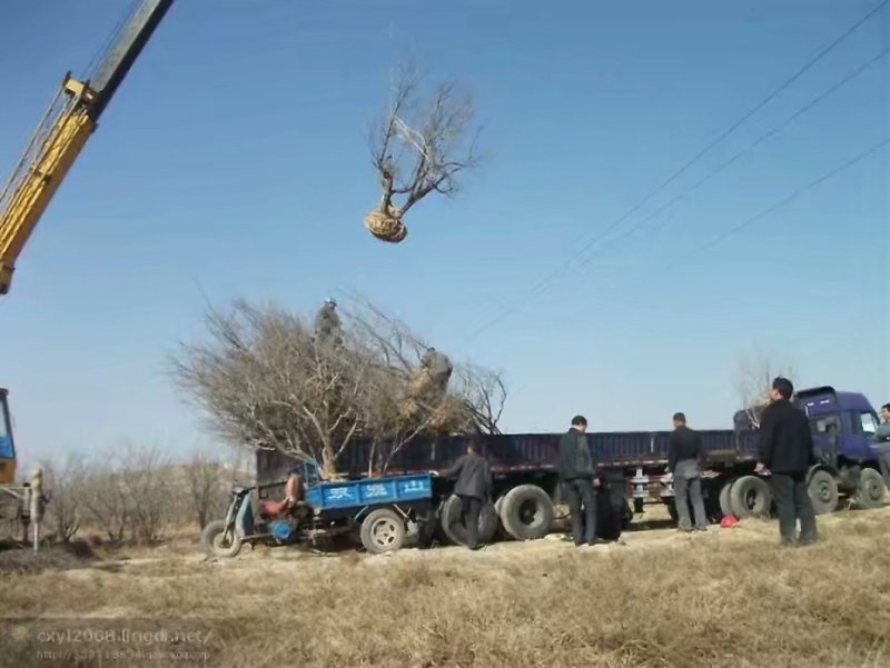 大红甜石榴树，各种规格：独杆丛生绿化工程树，别墅院内景区