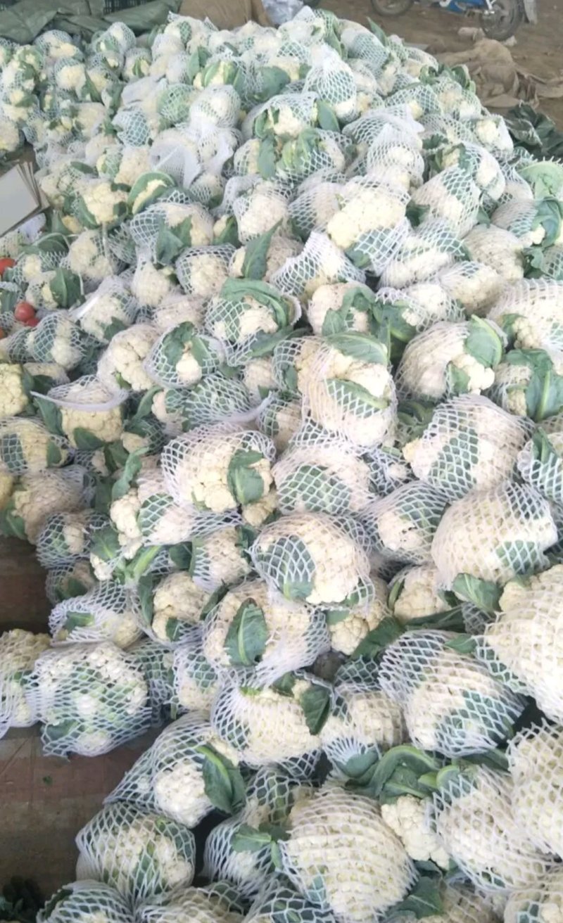 山东聊城白面青梗松花菜大量上市急需客户联系
