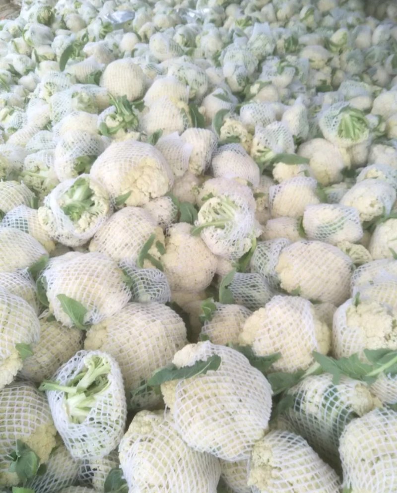 山东聊城白面青梗松花菜大量上市急需客户联系