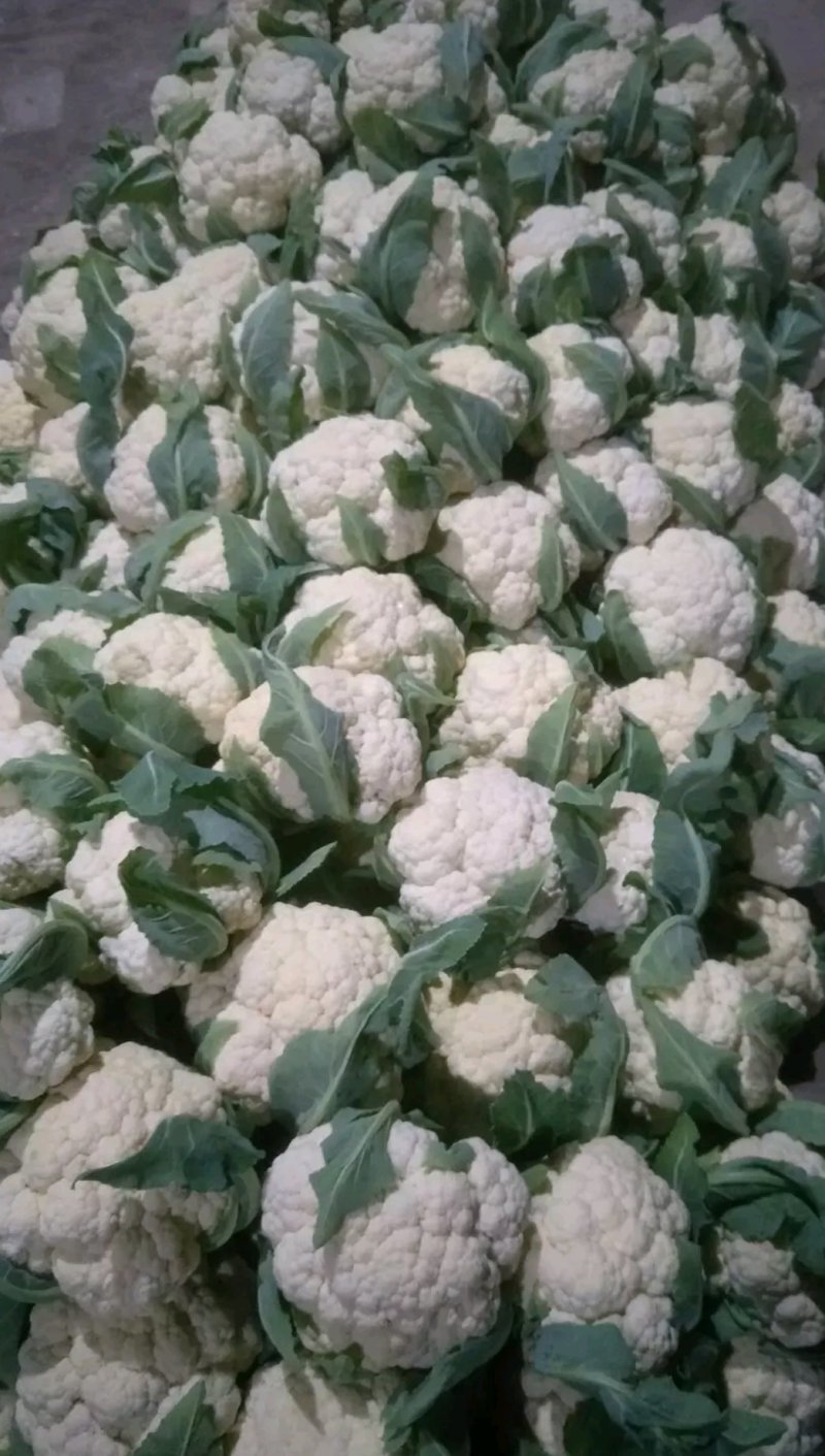 山东聊城白面青梗松花菜大量上市急需客户联系