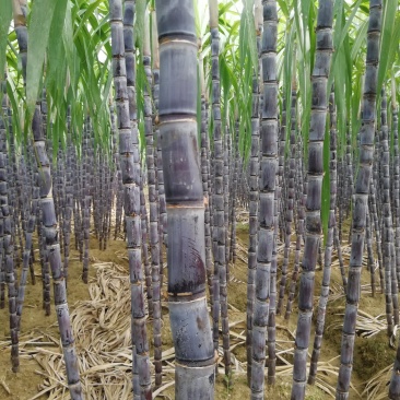 热销《黑皮甘蔗基地》质保13～16cm节度一条。