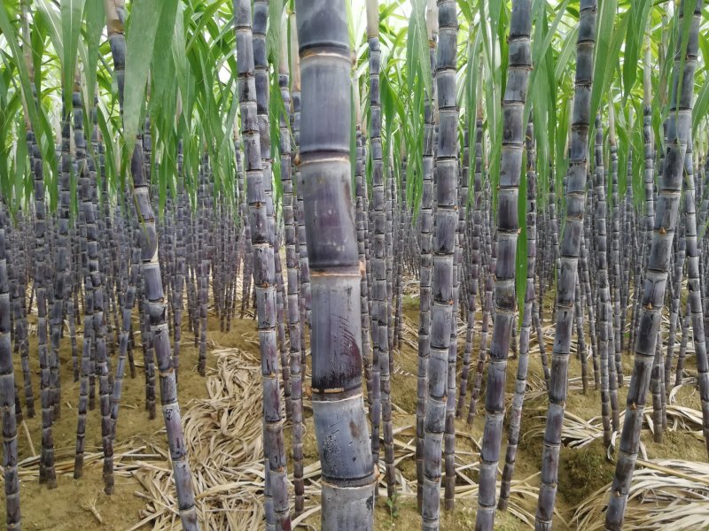 热销《黑皮甘蔗基地》质保13～16cm节度一条。