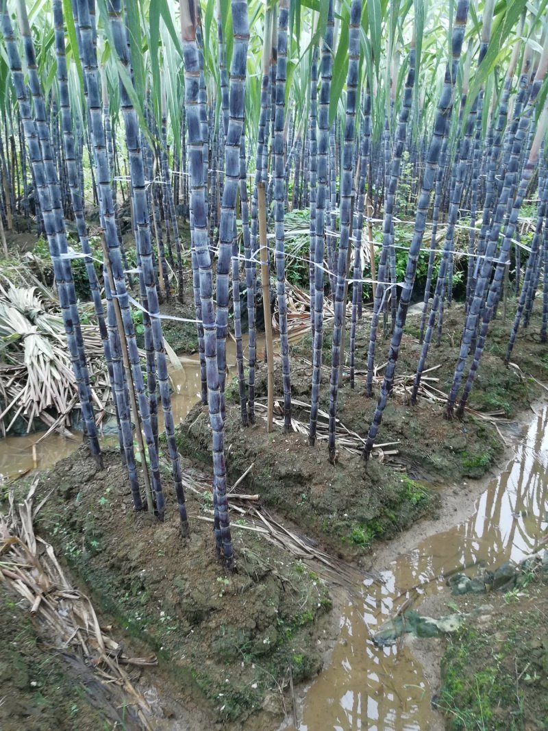 热销《黑皮甘蔗基地》质保13～16cm节度一条。