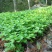 八仙花绣球花八仙花小毛球八仙花盆苗湖南八仙花