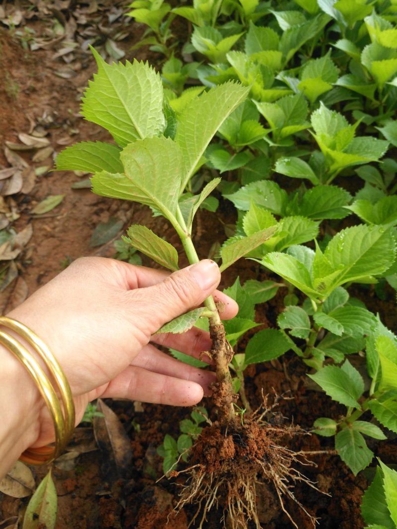 八仙花绣球花八仙花小毛球八仙花盆苗湖南八仙花