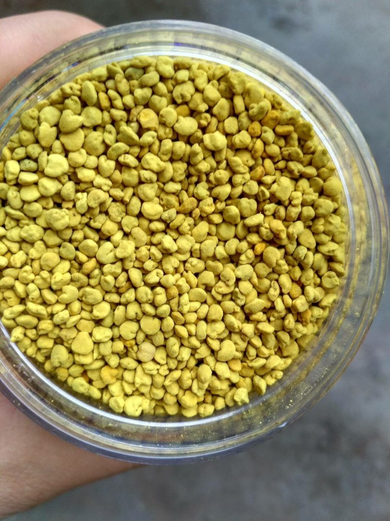 青海油菜花粉油菜纯粉