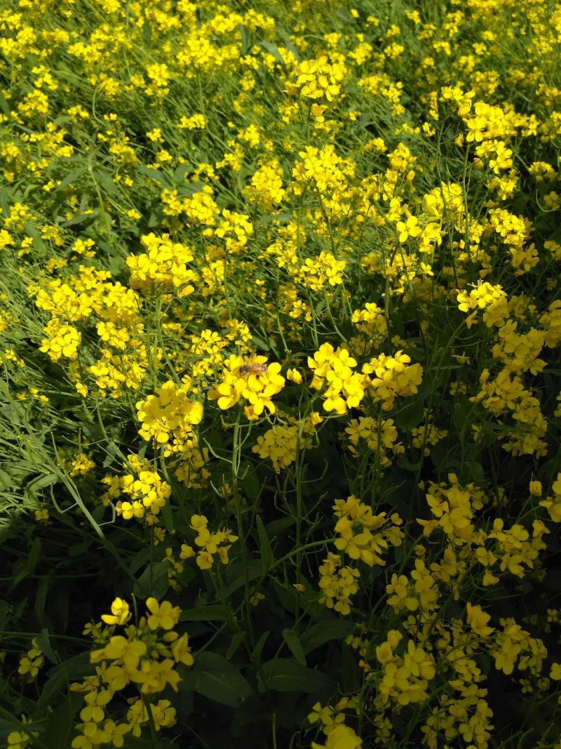 青海油菜花粉油菜纯粉