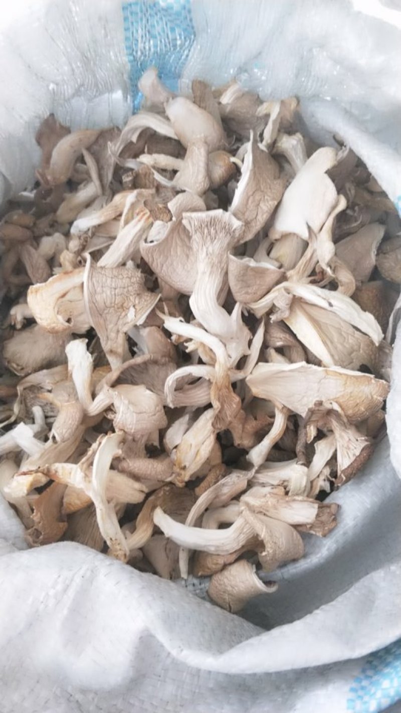食用菌