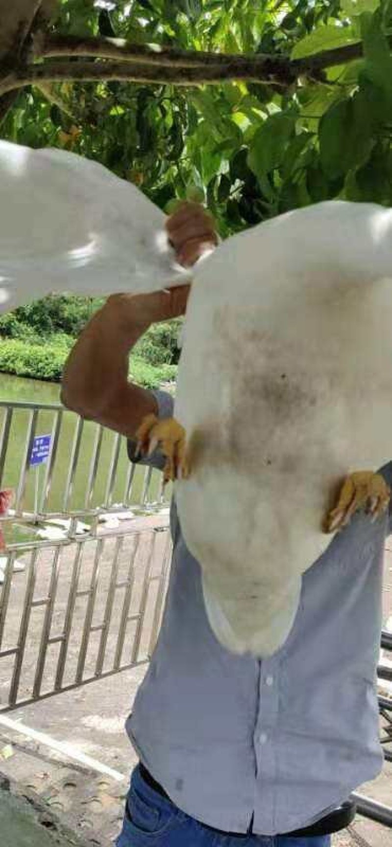 鲜鸭子，现场宰杀包装运送