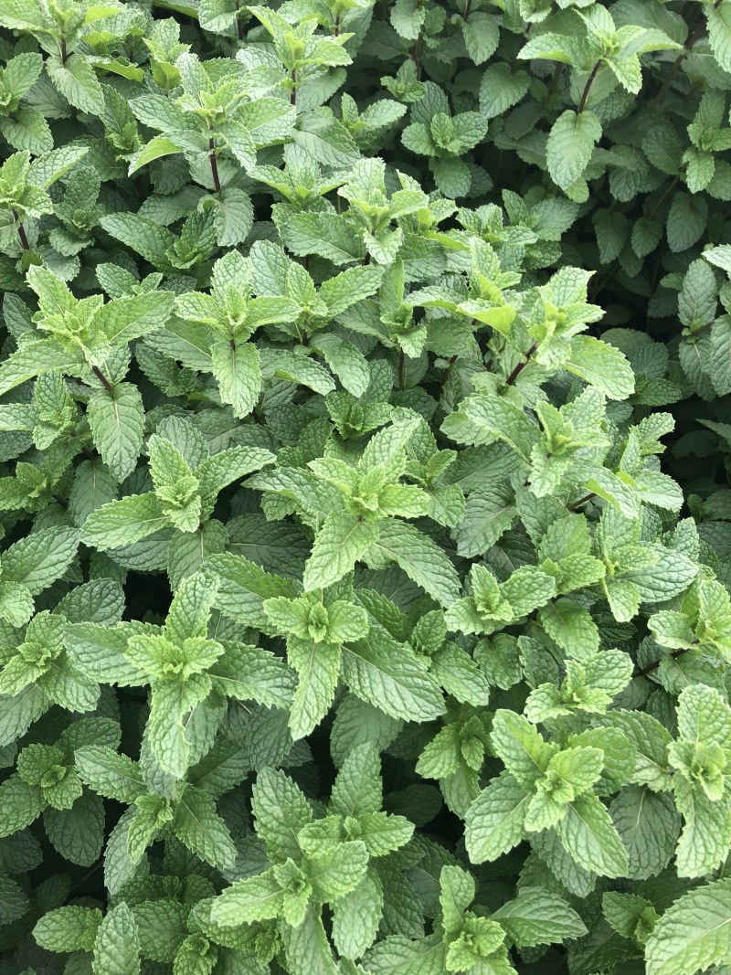 基地直供小叶留兰香薄荷叶