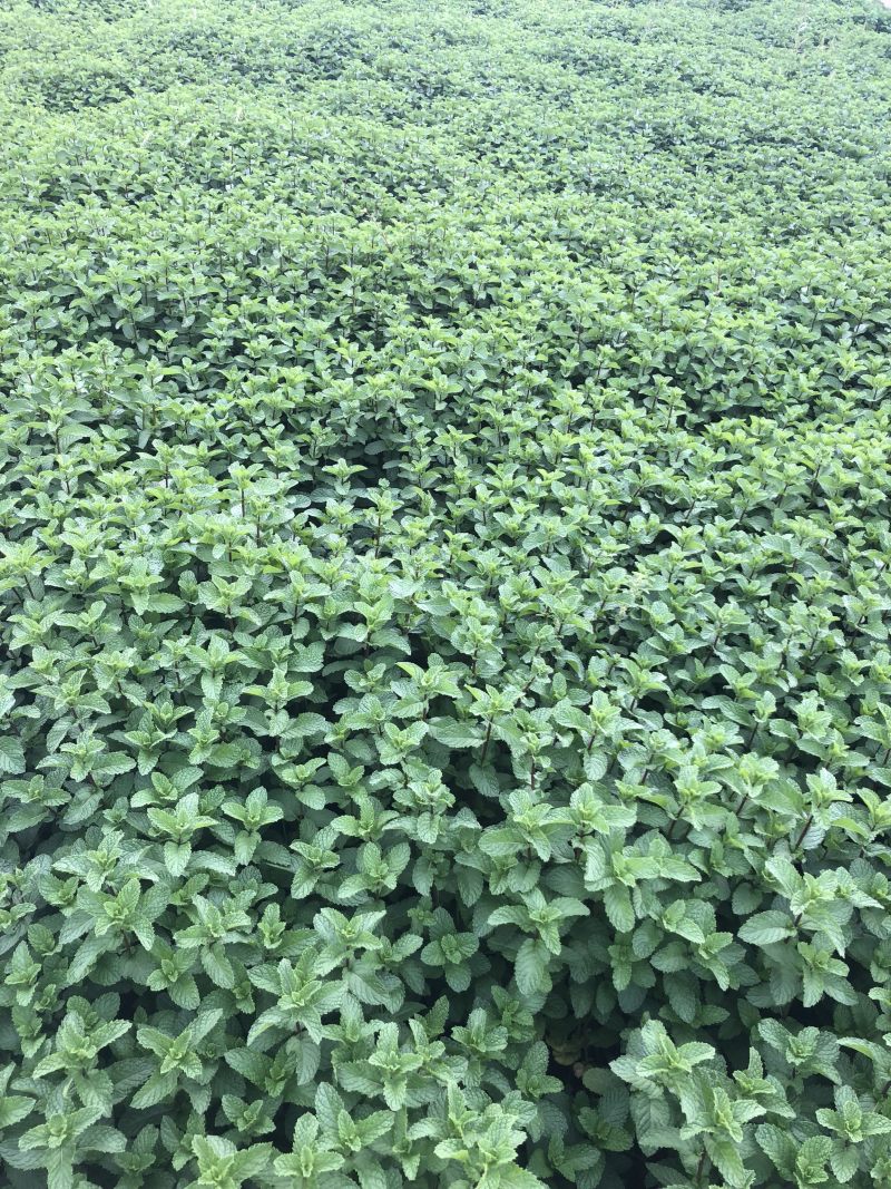 基地直供小叶留兰香薄荷叶
