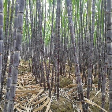 热卖区(广西甘蔗)基地直供，回程车免费提供。